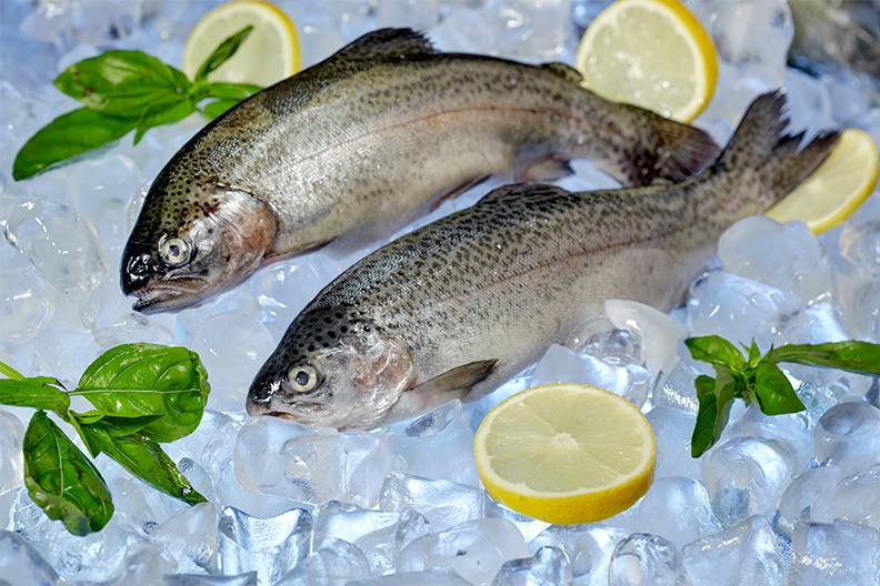 Premium Alpine Silver Trout – Pure Taste from Icy Waters
